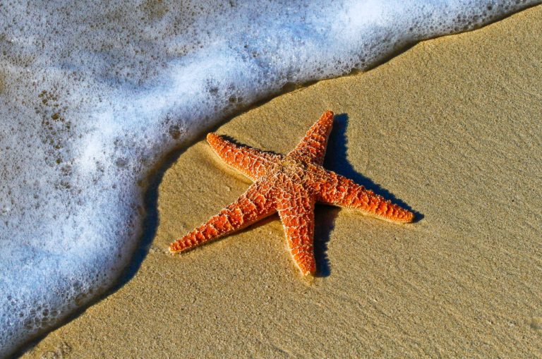 orangener Seestern am wasserüberspülten Strand