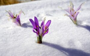 Krokusse im Schnee