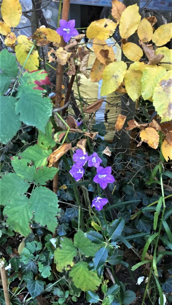 Violette Blüten, November