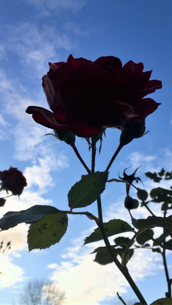 Rose im Gegenlicht, November