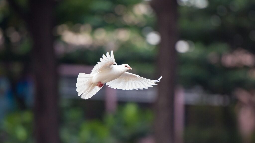 Bild von kieutruongphoto auf Pixabay