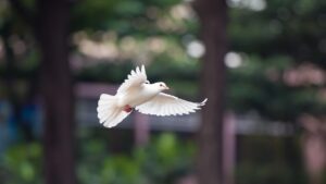 Bild von kieutruongphoto auf Pixabay